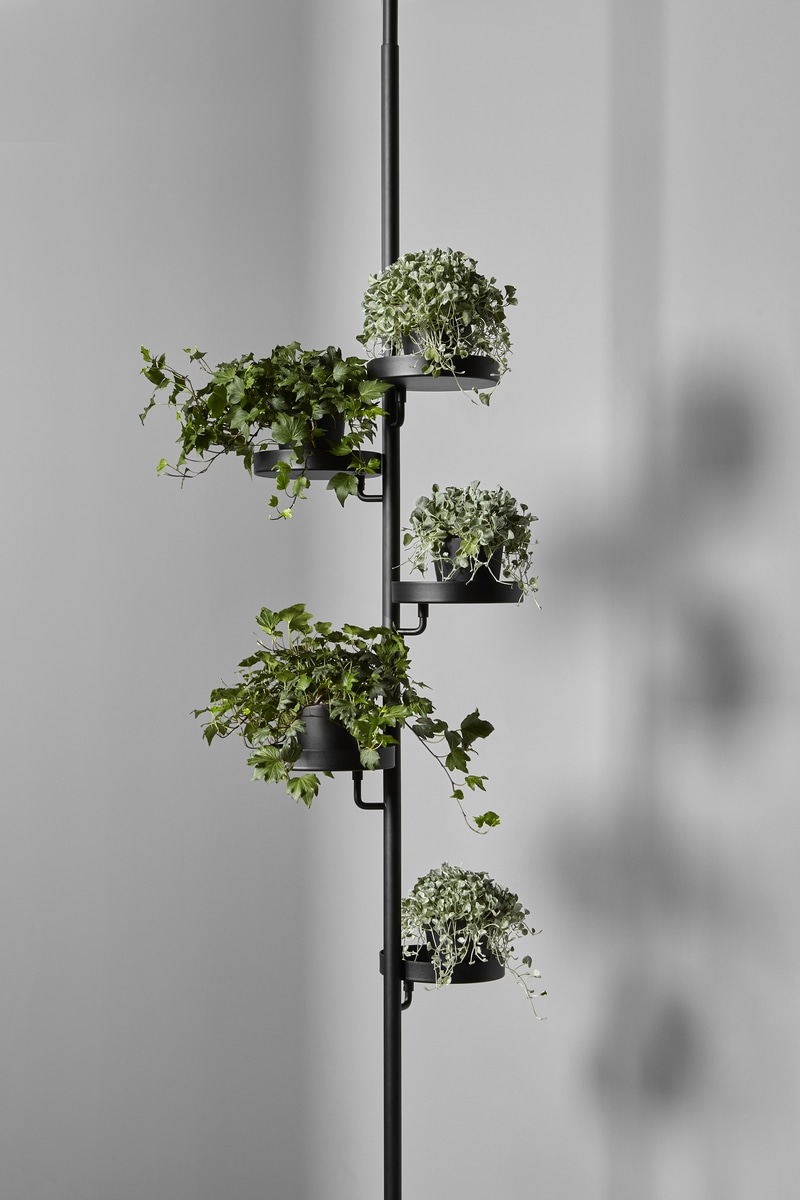 unprecedented "plant organism"